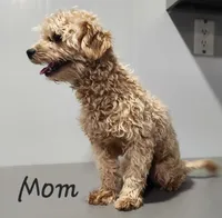 Ms Gabby, a female Maltipoo for sale in Miramar, FL – 3 of 3