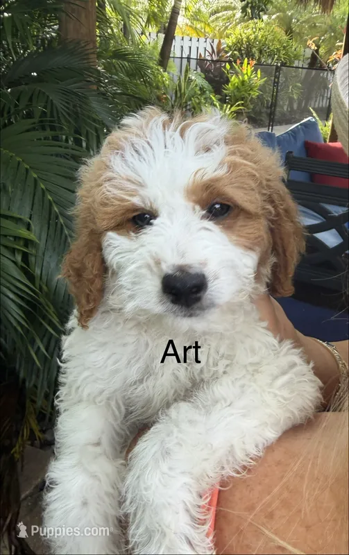 Art – Miniature Goldendoodle puppy for sale in Miramar, FL