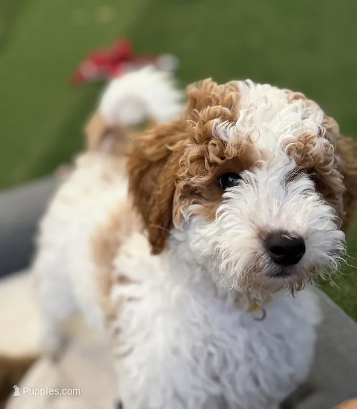 Mini Bambi – Miniature Goldendoodle puppy for sale in Miramar, FL