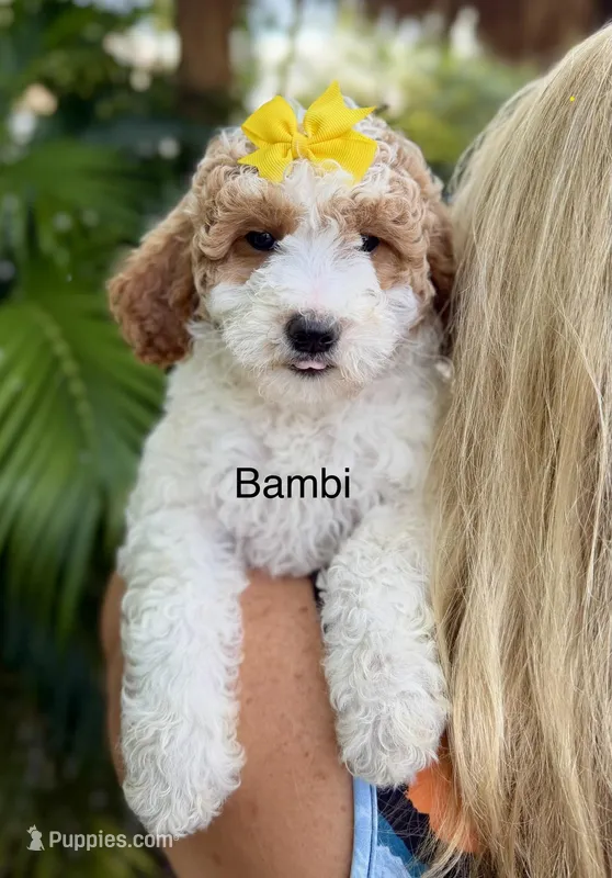 Mini Bambi