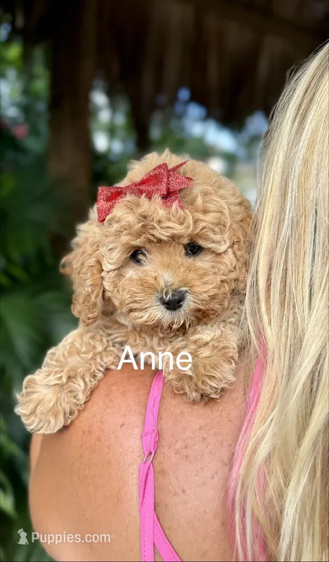 Micro Anne – Miniature Goldendoodle puppy for sale in Miramar, FL