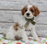 Andy, a male Miniature Goldendoodle for sale in Miramar, FL – 2 of 4