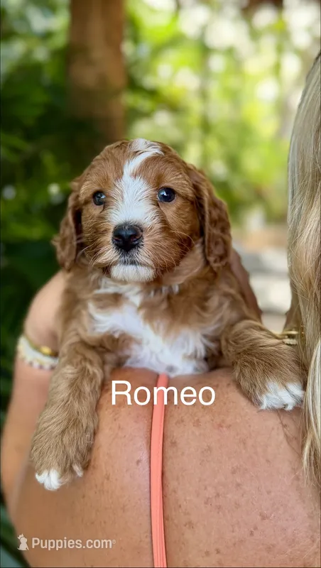 Mr. Romeo – Cavapoo puppy for sale in Miramar, FL