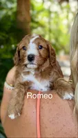 Mr. Romeo, a male Cavapoo for sale in Miramar, FL – 1 of 3