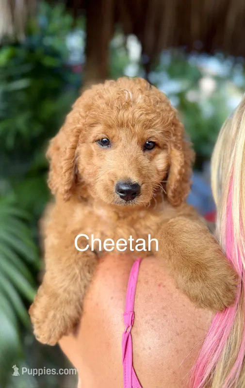 Mr, Cheetah – Miniature Goldendoodle puppy for sale in Miramar, FL