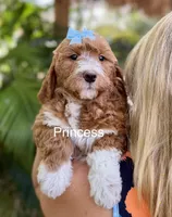 Mini Princess, a female Miniature Goldendoodle for sale in Miramar, FL – Photo 1 of 3