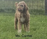 Mini Princess, a female Miniature Goldendoodle for sale in Miramar, FL – Photo 3 of 3