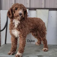 Mini Princess, a female Miniature Goldendoodle for sale in Miramar, FL – Photo 2 of 3