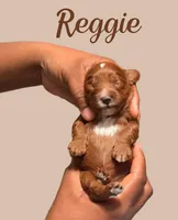 Mr. Reggie, a male Cavapoo for sale in Miramar, FL – 2 of 3