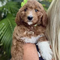 Mini Patty, a female Miniature Goldendoodle for sale in Miramar, FL – Photo 1 of 3