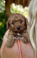 Mr Hunter, a male Miniature Goldendoodle for sale in Miramar, FL – 1 of 5