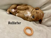 Mr. Hollister, a male Miniature Goldendoodle for sale in Miramar, FL – 2 of 5
