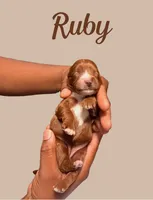 Ms Ruby, a male Cavapoo for sale in Miramar, FL – 2 of 3