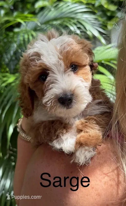 Ms. Sarge – Cavapoo puppy for sale in Miramar, FL