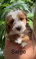 Ms. Sarge, a male Cavapoo for sale in Miramar, FL – 1 of 1