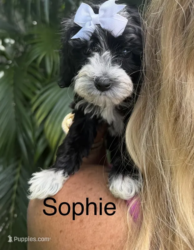 Ms Sophie – Cavapoo puppy for sale in Miramar, FL