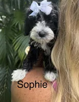 Ms Sophie, a female Cavapoo for sale in Miramar, FL – 1 of 1