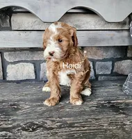 Mini Heidi, a male Miniature Goldendoodle for sale in Miramar, FL – Photo 2 of 2