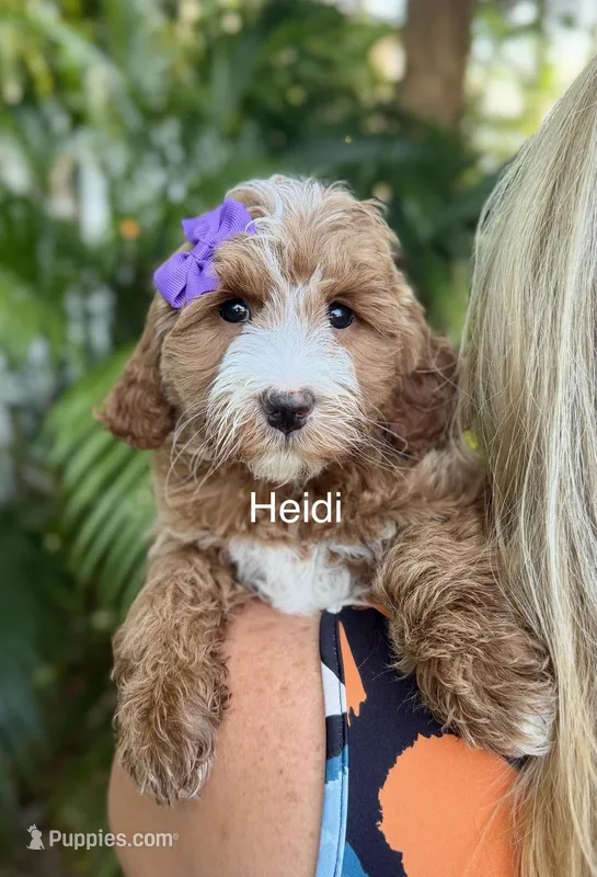 Mini Heidi