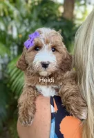 Mini Heidi, a male Miniature Goldendoodle for sale in Miramar, FL – Photo 1 of 2