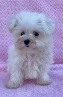 Cupcake teacup 5 lbs, a female Maltese for sale in Gap, PA – 2 of 4