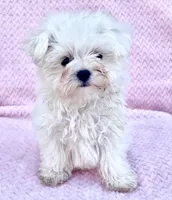 Cutie pie 5 lbs, a female Maltese for sale in Gap, PA – 2 of 5