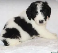 Rita, a female Miniature Goldendoodle for sale in Gap, PA – 3 of 4