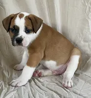 Buster, a male American Bulldog for sale in Gap, PA – 4 of 4