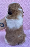 Brenda , a female Shih Tzu for sale in Gap, PA – 5 of 5