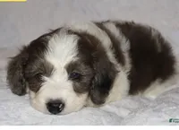 Ruby chocolate merle, a female Miniature Goldendoodle for sale in Gap, PA – 2 of 5