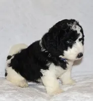 Randall, a male Miniature Goldendoodle for sale in Gap, PA – 7 of 7