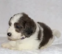Ruby chocolate merle, a female Miniature Goldendoodle for sale in Gap, PA – 5 of 5