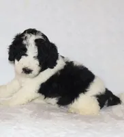 Ryan , a male Miniature Goldendoodle for sale in Gap, PA – 5 of 5
