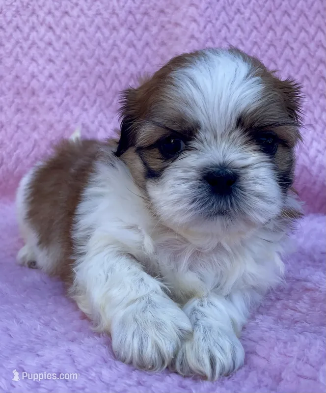 Brenda  – Shih Tzu puppy for sale in Gap, PA
