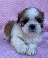 Brenda , a female Shih Tzu for sale in Gap, PA – 1 of 5