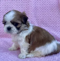 Brenda , a female Shih Tzu for sale in Gap, PA – 3 of 5