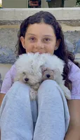 Cupcake teacup 5 lbs, a female Maltese for sale in Gap, PA – 4 of 4