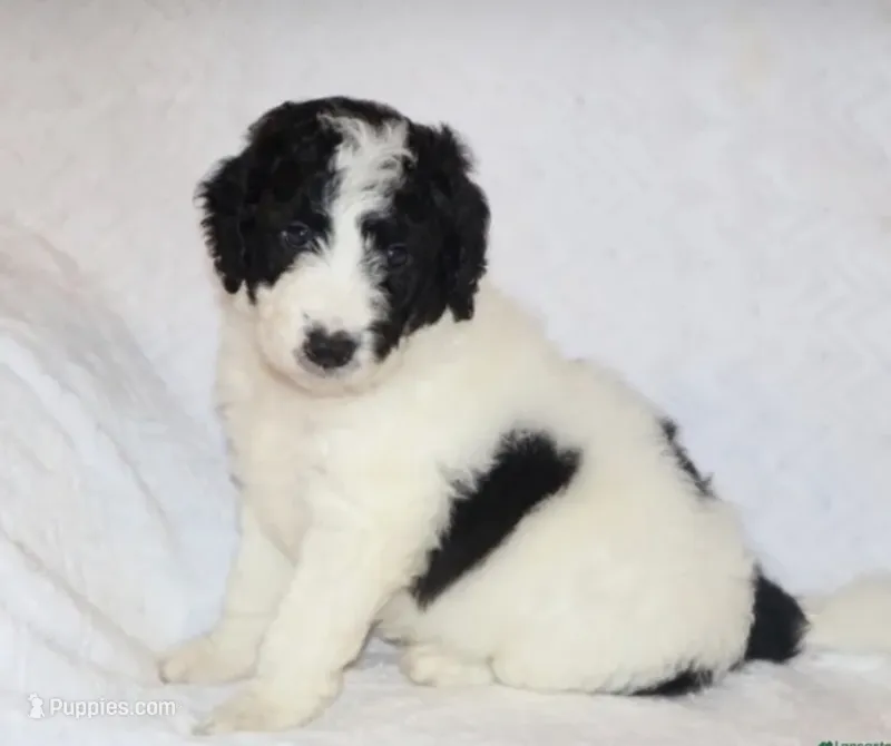 Rita – Miniature Goldendoodle puppy for sale in Gap, PA