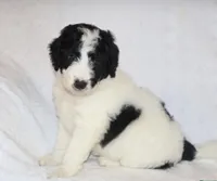 Rita, a female Miniature Goldendoodle for sale in Gap, PA – 1 of 4