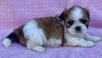 Brenda , a female Shih Tzu for sale in Gap, PA – 4 of 5