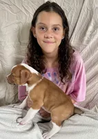 Blue eyed Bandit , a male American Bulldog for sale in Gap, PA – 4 of 4