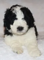 Ryan , a male Miniature Goldendoodle for sale in Gap, PA – 3 of 5