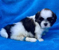 Buddy , a male Shih Tzu for sale in Gap, PA – 4 of 4