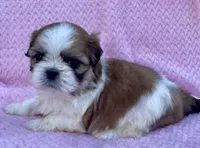 Brenda , a female Shih Tzu for sale in Gap, PA – 2 of 5