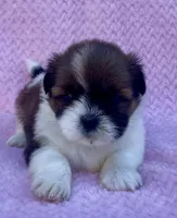  Betty, a female Maltese for sale in Gap, PA – 1 of 4