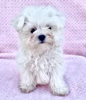 Cupcake teacup 5 lbs, a female Maltese for sale in Gap, PA – 3 of 4
