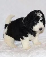 Randall, a male Miniature Goldendoodle for sale in Gap, PA – 6 of 7