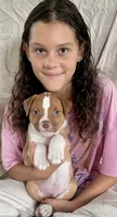 Blue eyed Bandit , a male American Bulldog for sale in Gap, PA – 3 of 4