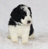 Ryan , a male Miniature Goldendoodle for sale in Gap, PA – 2 of 5