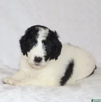 Rita, a female Miniature Goldendoodle for sale in Gap, PA – 4 of 4